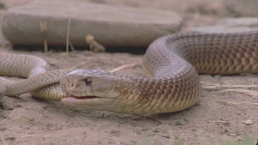 King Brown devouring Inland Taipan Hatchling