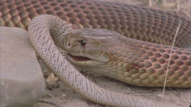 King Brown devouring Inland Taipan Hatchling