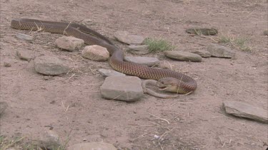 King Brown devouring Inland Taipan Hatchling