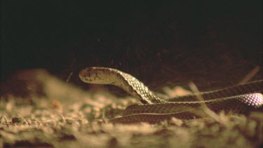 Spitting cobra raises head then quickly withdraws