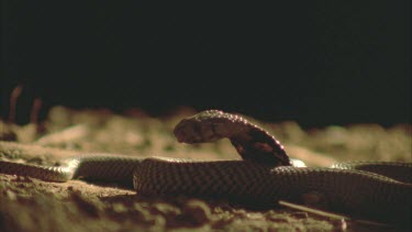 Spitting cobra with head raised