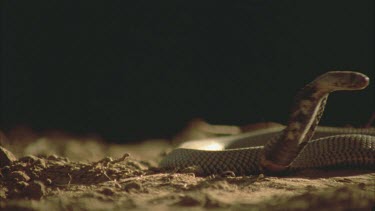 Spitting cobra with head raised