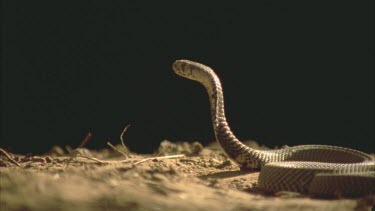 Spitting cobra with hood, spitting