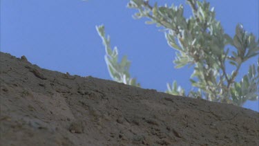 Inland Taipan slithers over a mound towards camera