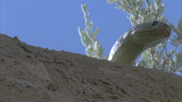 Inland Taipan slithers over a mound towards camera