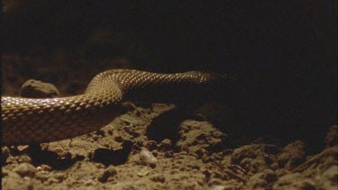 Slow mo Inland Taipan strike and envenomate bite rat. The rat gets away but the venom has been injected.