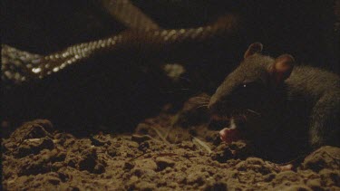 Slow mo Rat in foreground in FG, Inland Taipan in background, soft. Taipan strikes rat. Rat is envenomated.