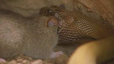 Taipan eating rat