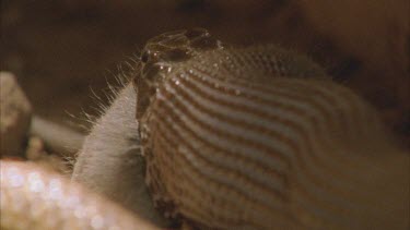 Taipan eating rat