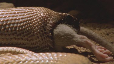 Taipan eating rat, only hind legs and tail remain visible.