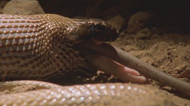 Taipan eating rat, only hind legs and tail remain visible.