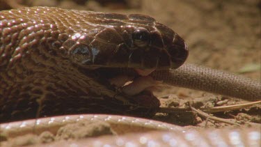 Taipan swallowing last of rat