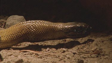 Taipan digesting rat