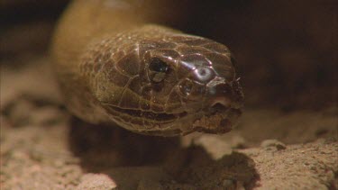 Inland Taipan looking to camera