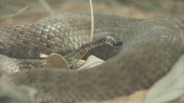 Death Adder tail wriggling like worm. Snake uses tail as decoy to fool unsuspecting prey.