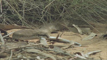 Death Adder killing skink