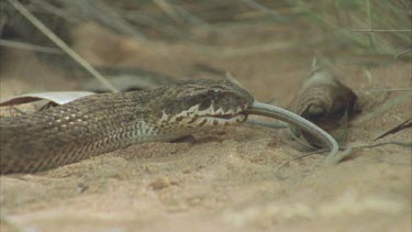 Death Adder eating skink