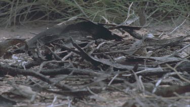 Death Adder slithering through undergrowth and leaf litter.