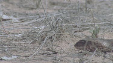 Death Adder slithering through grass