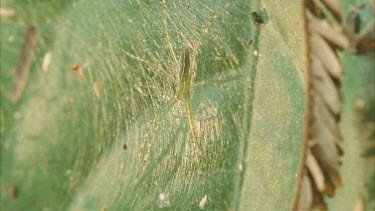 Dolomedes spider on web on leaf