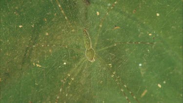 Dolomedes spider on web on leaf