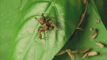 Portia on leaf moving palps and legs