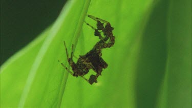 Portia on underside of leaf lit from behind moving palps and legs in robotic fashion