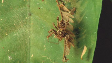 Portia feeding on captured dolomedes spider