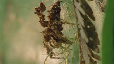 Vertical shot. Portia feeding on captured Dolomedes.