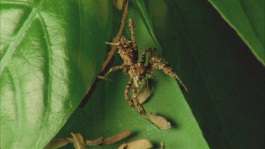 Portia moving down leaf towards dolomedes