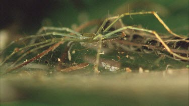 Dolomedes sitting on web. The spider moves around and repositions itself.