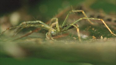 Dolomedes sitting on web. The spider remains stationary