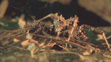 Portia camouflaged by leaf debris.
