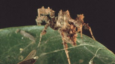 Portia moving over top of leaf