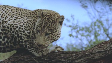 eating then climbing down tree trunk