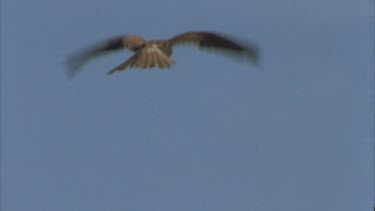 hovering and swooping