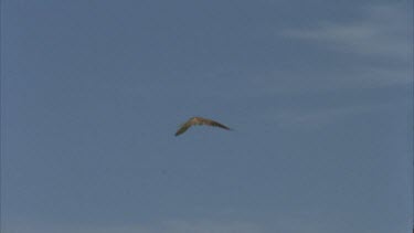 hovering in blue sky then drops to ground