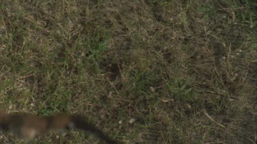 from above swoop straight down to attack mouse