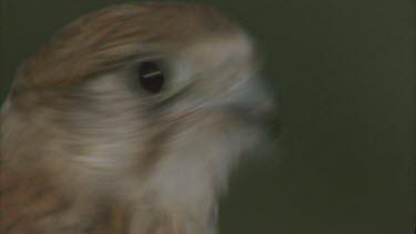 head eyes beak