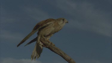 perched on tree then flies out