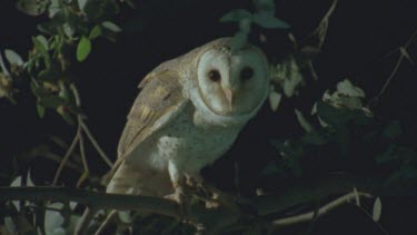 perched on tree at night