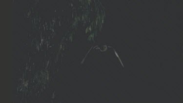 owls flies through darkness