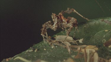 front view of Portia searching for prey. The spider walks down the leaf and jumps off, out of frame