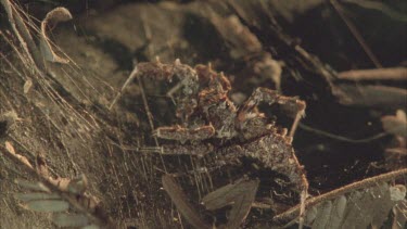 Portia on Dolomedes spider web. It moves its legs and palps plucking the strands of silk. It reaches out, extending its forelegs continuing to pluck the strands, testing for movement.