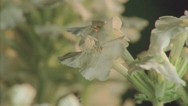 zoom between and white crab spider camouflaged on white flower.