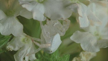 crab spider moving on white flower