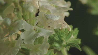 Crab spider camouflaged on white flower in position. Looking towards camera.