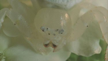 crab spider eyes and mouth parts