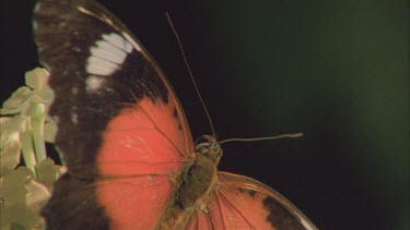 butterfly flaps its wings then suddenly takes off