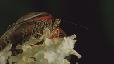 butterfly feeding